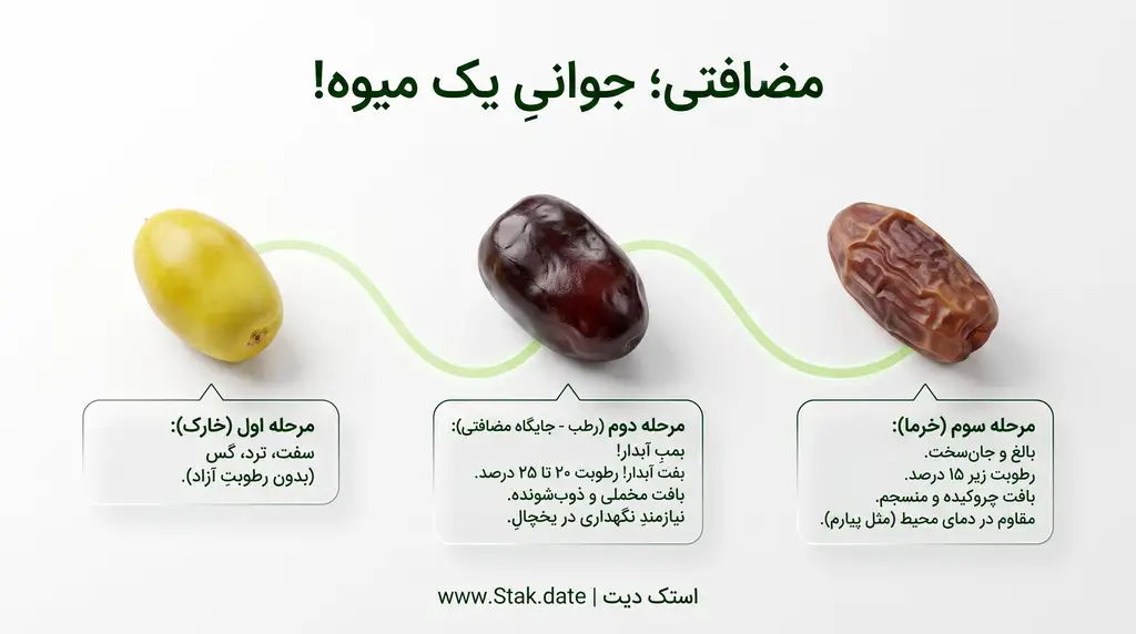 مراحل رشد خرما